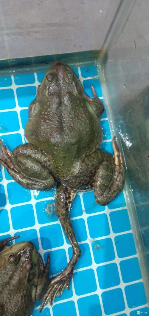 牛蛙爆料五条腿视频大全,揭秘神秘生物的罕见变异现象  第3张