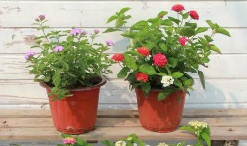 厦门快递员爆料视频最新,快递行业乱象丛生，真相令人震惊！  第3张