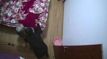 爆料保姆打老人视频真实,监控视频揭露惊人真相