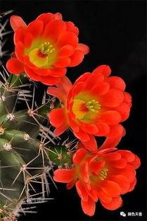 神人爆料仙人掌视频,神人爆料视频带你探秘神秘植物世界  第3张