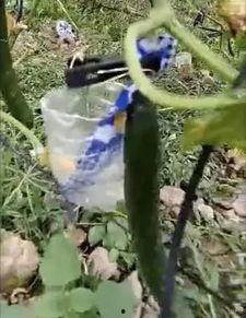 甘谷网红吃瓜事件视频,一场网络狂欢背后的真相揭秘  第1张