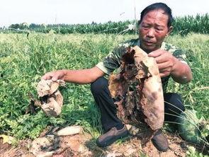 甘谷网红吃瓜事件视频,一场网络狂欢背后的真相揭秘  第2张