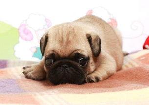 巴哥最新爆料信息,最新爆料信息大起底 第3张 巴哥最新爆料信息,最新爆料信息大起底 第3张